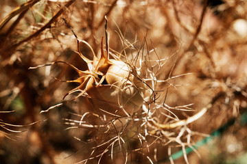 Dried seed of  nigella flower