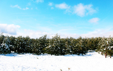 Pine trees in winter mountain landscape with snow