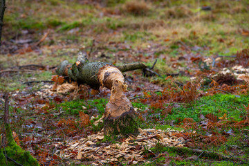 A tree having been cut down by a beaver.