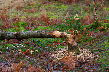 A tree having been cut down by a beaver. © Trygve