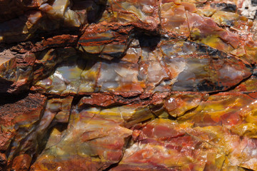 Versteinerter Baum 4