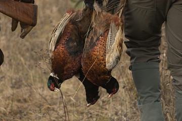 Hunter with prey, a pheasant in his hand at a field.