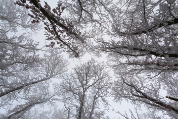 Snow trees in the forest