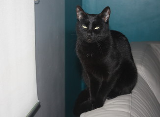 magnifique chat noir au regard félin ,portrait