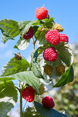 Raspberries. Growing Organic Berries Closeup. Ripe Raspberry In The Fruit Garden. Raspberry bush....