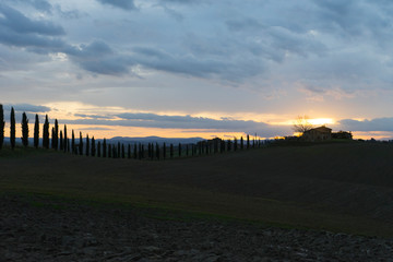 Landscape with cypress in Tuscany, Italy, Europe