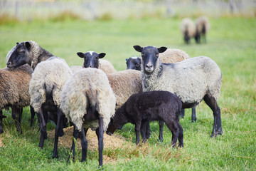 Fototapeta premium Flock of sheep on green grass on pasture. Herd of sheep on green meadow. Farming outdoor.