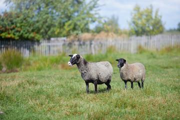 Flock of sheep on green grass on pasture. Herd of sheep on green meadow. Farming outdoor.