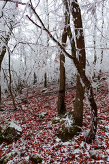 Snow trees in the forest