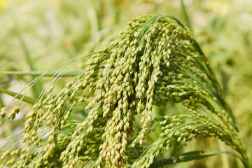 Close up of Little Millet stalk with grains. Millet is used as food, fodder and for producing alcoholic beverages. 