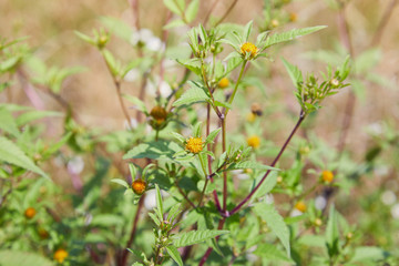 Three-lobe beggarticks (Bidens tripartita) growing in the forest. Medicinal plant