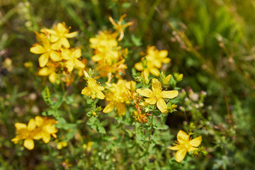 Hypericum perforatum, also known as St John's wort, is a flowering plant species of the genus Hypericum and a medicinal herb 