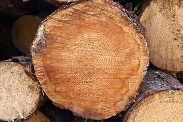 Wood log raw yellow pile background