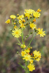 Close up of Hieracium canadense, commonly called Canadian hawkweed, narrowleaf hawkweed, or northern hawkweed