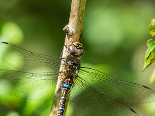 Migrant hawker dragonfly resting on a branch