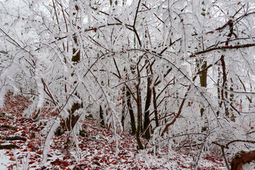 Snow trees in the forest