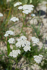 Medical herb Achillea Millefolium, yarrow or nosebleed plant growing in the field in summer. Uncultivated medical herbs © Liudmila