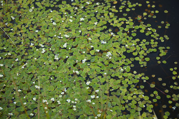 The surface of the forest lake overgrown with algae Vodokras ordinary (Hydrocharis morsus-ranae).  Hydrocharis is a genus of aquatic plants in the family Hydrocharitaceae.