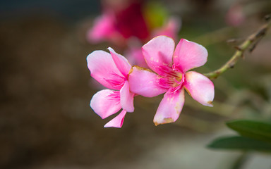 Pink or Rose flower with the background blurred out with bokeh and a lot of negative space