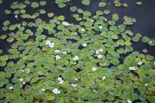 The surface of the forest lake overgrown with algae Vodokras ordinary (Hydrocharis morsus-ranae).  Hydrocharis is a genus of aquatic plants in the family Hydrocharitaceae.