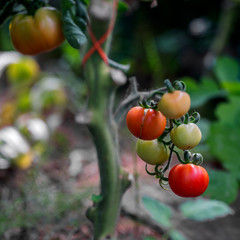 Big red and green ecological tomatoes, grown in private greenhouse