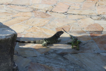 iguanas caribe