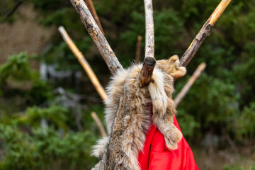 Closeup of hairy animal relaxing and hanging by red textile on weathered wooden teepee structure...