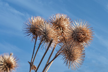 A bouquet of thistles in front of a blue sky