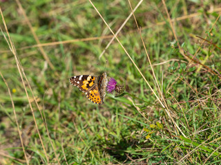 Painted lady butterfly ( Vanessa cardui )