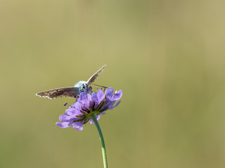 Male Chalk Hill Blue  ( Polyommatus coridon ) on Scabious