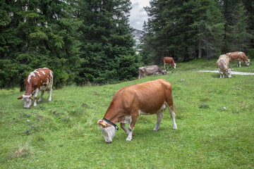 Fototapeta na wymiar Some cows in a pasture in Val Gardena in Italy