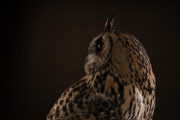 Turkmenian Eagle owl / bubo bubo turcomanus profile of the head studio shot with brown background