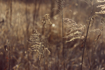 Nature, forest, landscapes concept. Dry plant in the forest, cropped shot. Abstract nature background.