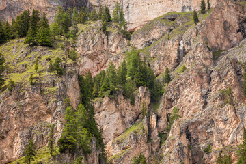 some larches on impervious mountain wall