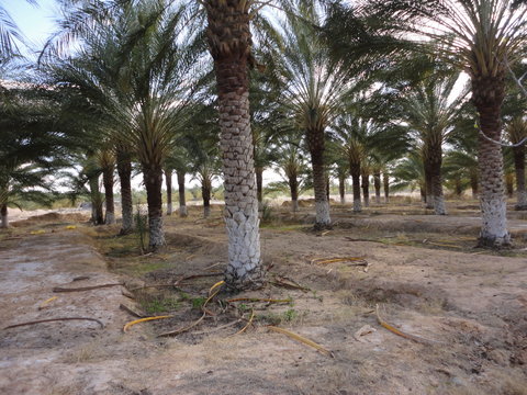 Exotic, tree, date palm, under sun and blue sky, in Biskra, Algeria desert