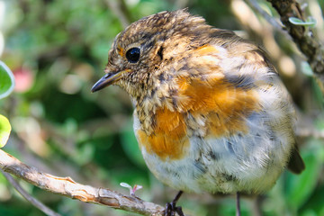 robin on a branch