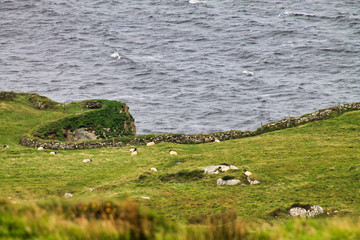 Sheep by the Sea