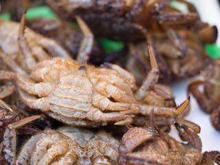 鮮魚店に並んだクリガニ