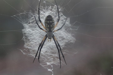 Black and yellow Argiope spider on a web