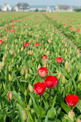 Tulip season in Holland