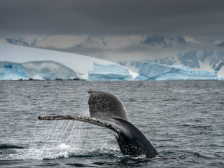 tail of diving whale with view to Antarctic coast
