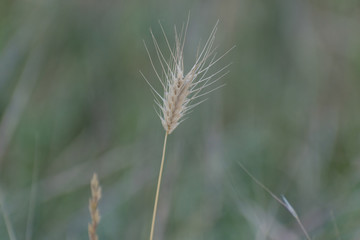 Spikelet