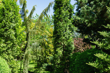 Original multicolor beautiful landscaped garden with evergreens. Thuja occidentalis Columna with Juniperus communis Horstmann and boxwood Buxus sempervirens. Nature concept for design