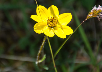 ulfur cosmos and yellow cosmos