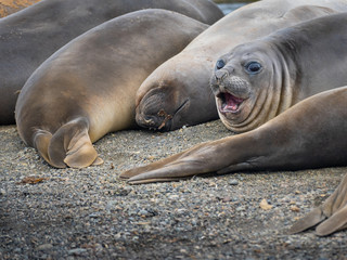 one sea elephant with open mouse