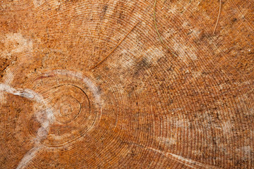 Naklejka premium controlled deforestation inside an Italian forest. Cross section of a young pine tree