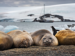 Fototapeta premium close up view to group of female sea elephants with little smile