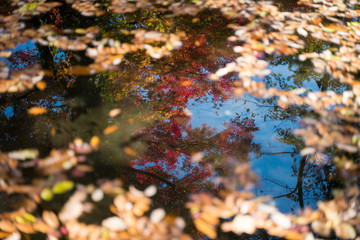 水面に映る紅葉