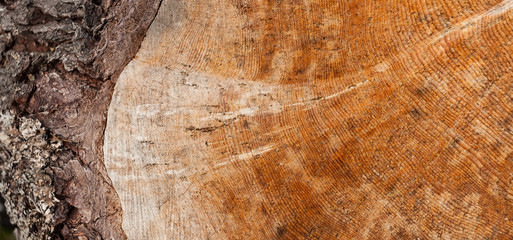 controlled deforestation inside an Italian forest. Cross section of a young pine tree