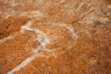 controlled deforestation inside an Italian forest. Cross section of a young pine tree